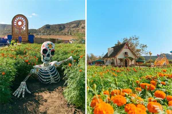Día de Muertos 2025: Mictlán, el lugar en Tijuana con los spots más coloridos para tus fotos