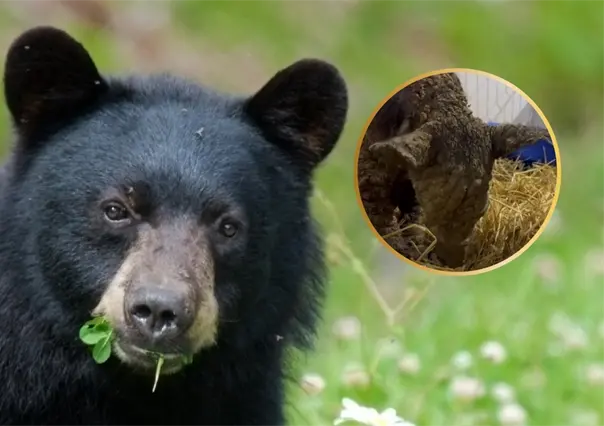 Osa Mina, ¡la paciente más valiente!: cuidadores envían emotivo mensaje sobre su salud