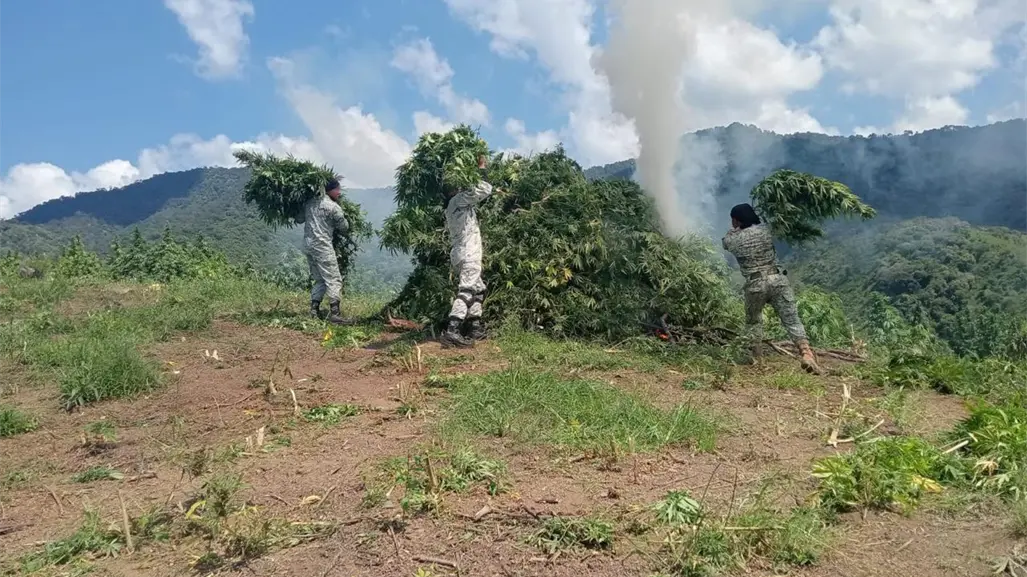 Destruyen cinco plantíos de marihuana en Tamazula de Gordiano, Jalisco