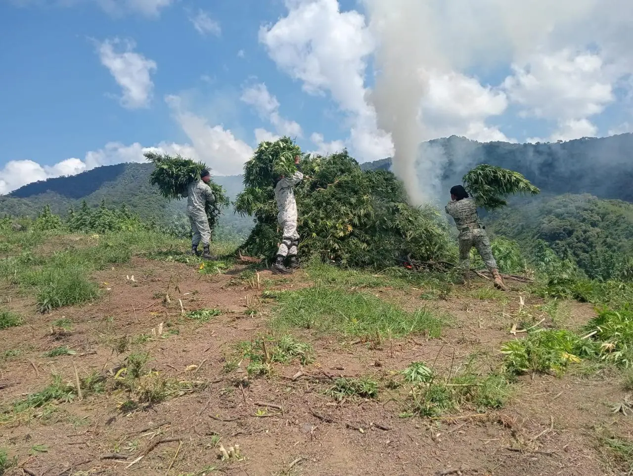Destruyen cinco plantíos de marihuana en Tamazula de Gordiano, Jalisco. Foto: X (@GN_MEXICO_)