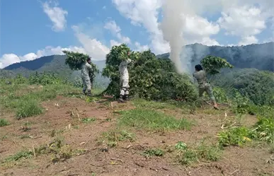 Destruyen cinco plantíos de marihuana en Tamazula de Gordiano, Jalisco
