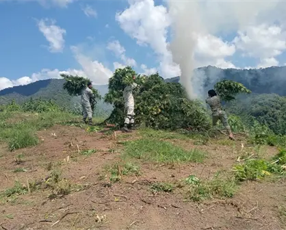 Destruyen cinco plantíos de marihuana en Tamazula de Gordiano, Jalisco
