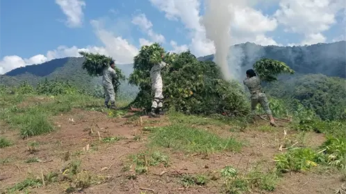 Destruyen cinco plantíos de marihuana en Tamazula de Gordiano, Jalisco