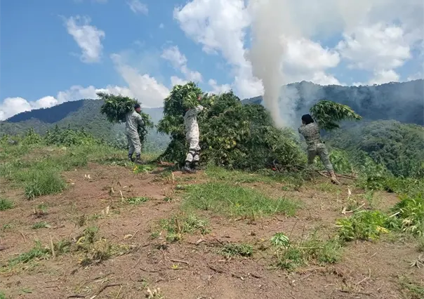 Destruyen cinco plantíos de marihuana en Tamazula de Gordiano, Jalisco