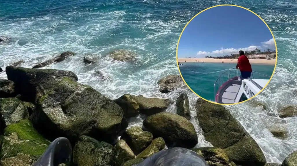 Un triste hallazgo frente a las costas de Los Cabos: retiran a ballenato sin vida cerca del Hotel Paradisus