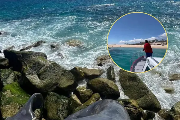 Un triste hallazgo frente a las costas de Los Cabos: retiran a ballenato sin vida cerca del Hotel Paradisus