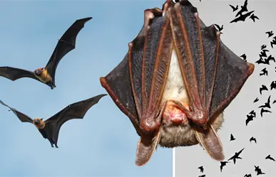 Halloween 2025: visita la Cueva de los Murciélagos de Candela y descubre su espectáculo al atardecer