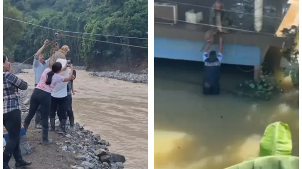 VIDEO | ¡Héroes Sin Capa! Civiles y Protección Civil rescatan perritos en inundaciones
