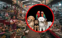 Adiós a la venta de animales en el Mercado Sonora: un precedente para los derechos de los animales en CDMX