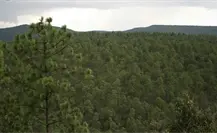 ¿Qué son los bonos de carbono y por qué varios ejidos de Durango son candidatos a obtenerlos?