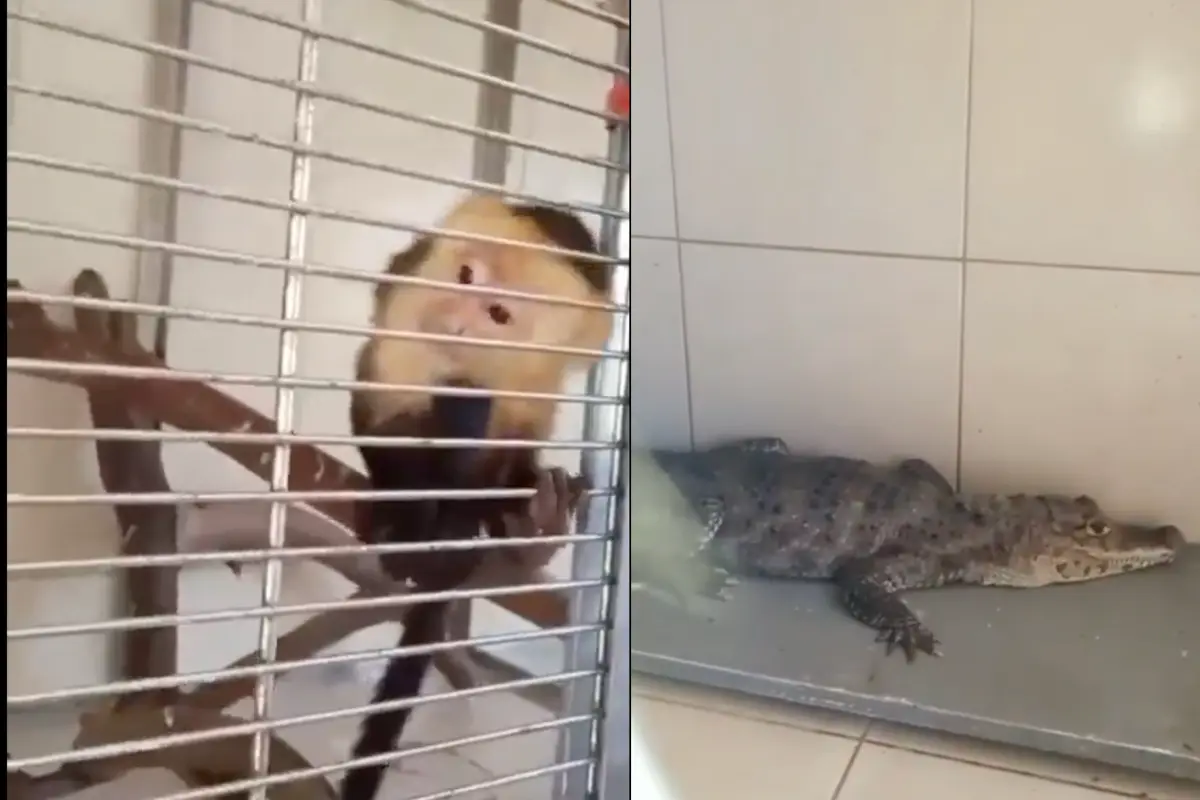 Animales fueron rescatados en la CDMX. Foto: X @SSC_CDMX