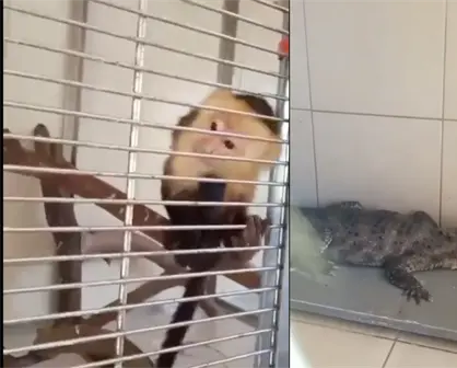 Rescatan a caimán, serpiente y mono capuchino exhibidos ilegalmente cerca del Zócalo