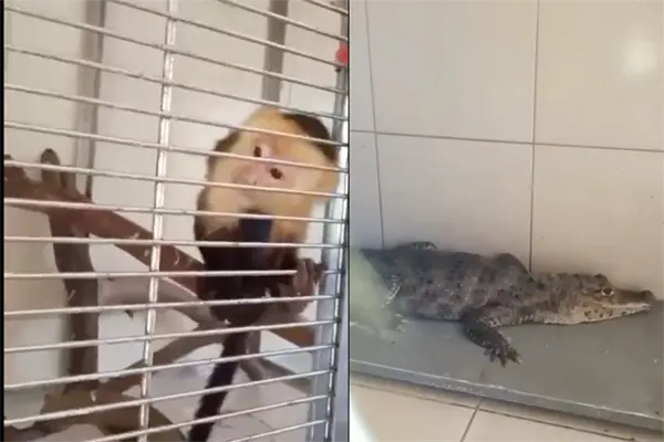 Rescatan a caimán, serpiente y mono capuchino exhibidos ilegalmente cerca del Zócalo
