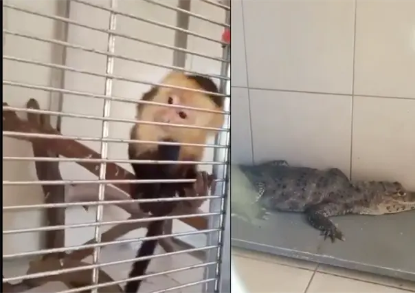 Rescatan a caimán, serpiente y mono capuchino exhibidos ilegalmente cerca del Zócalo