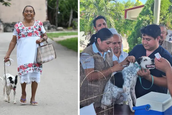 Gobierno de Yucatán impulsa esterilización y vacunas gratis a perros y gatos en municipios