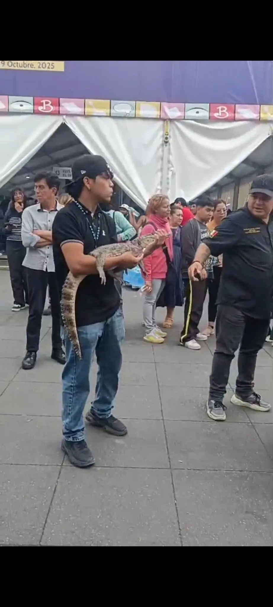 Exhibición ilegal en el Zócalo de la CDMX. Foto: X @LicAnimalista