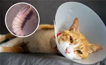 Gusano barrenador en Yucatán: más de 700 animales afectados y 83 municipios bajo vigilancia sanitaria