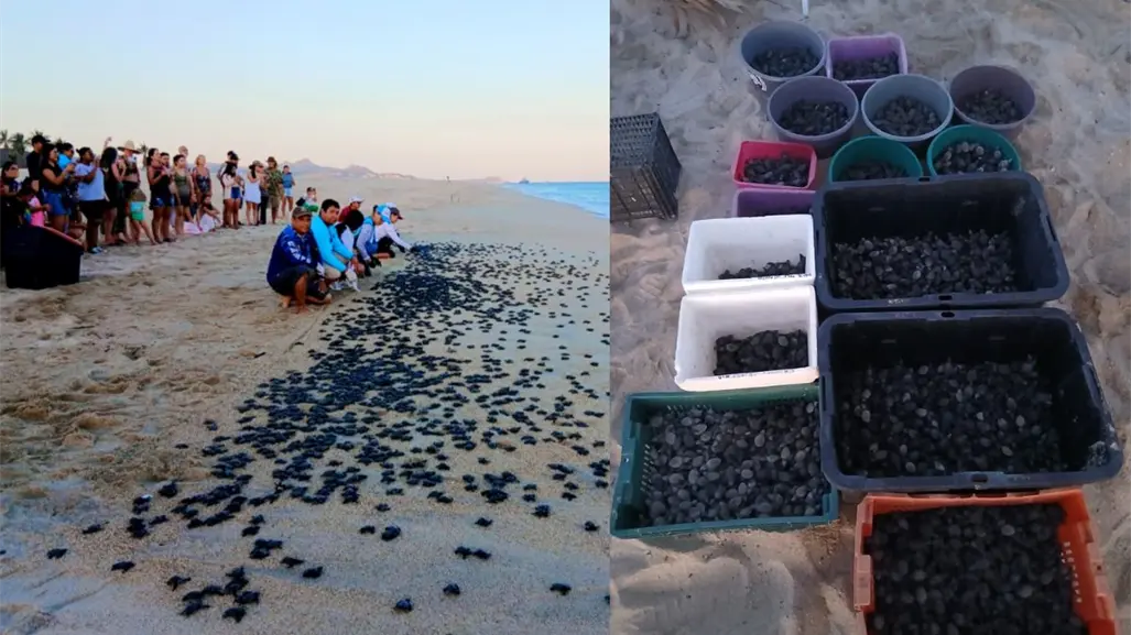 Más de 10 mil tortugas Golfina nacen en las playas de Los Cabos