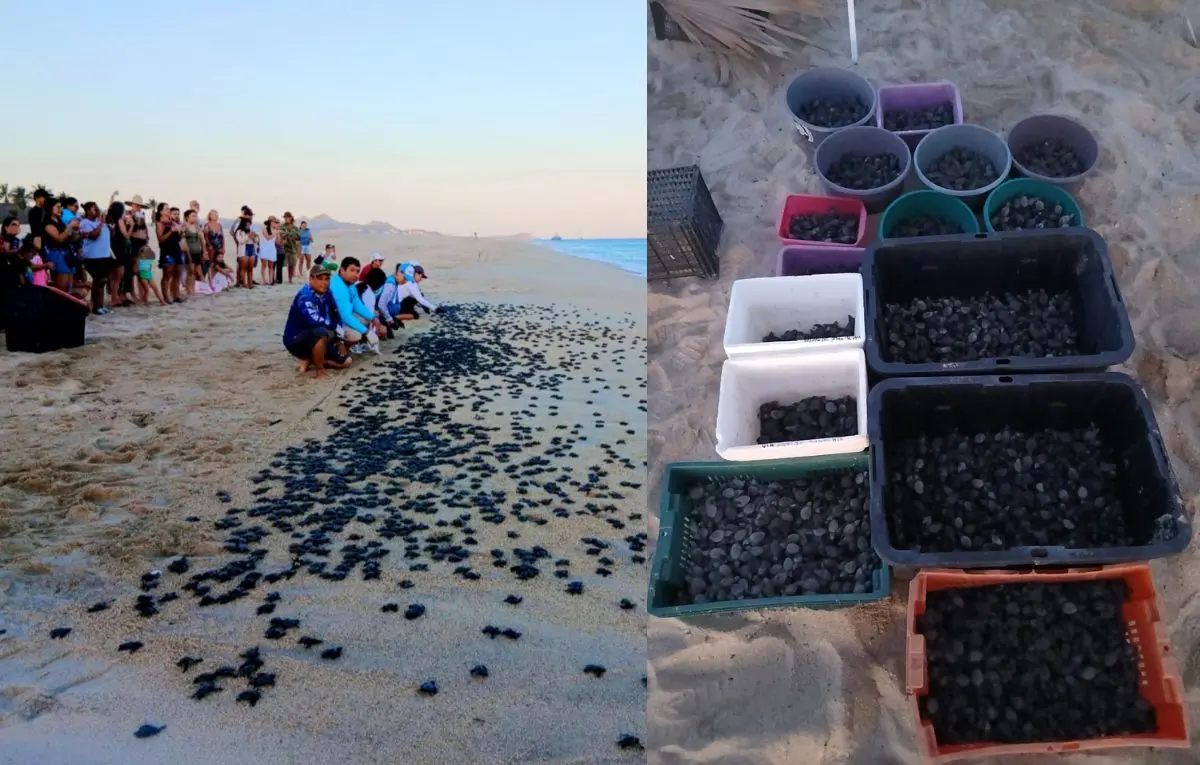 Foto: Facebook / Más de 10 mil tortugas Golfina nacen en las playas de Los Cabos