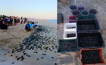 Más de 10 mil tortugas Golfina nacen en las playas de Los Cabos