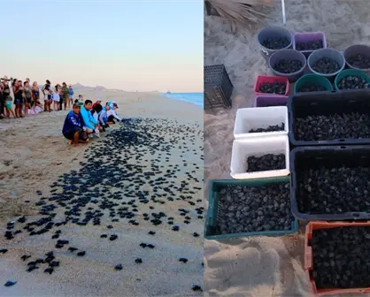 Más de 10 mil tortugas Golfina nacen en las playas de Los Cabos