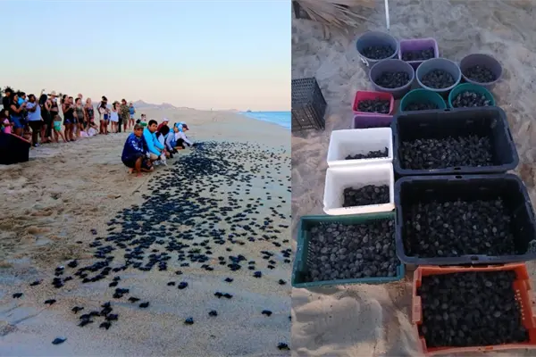 Más de 10 mil tortugas Golfina nacen en las playas de Los Cabos