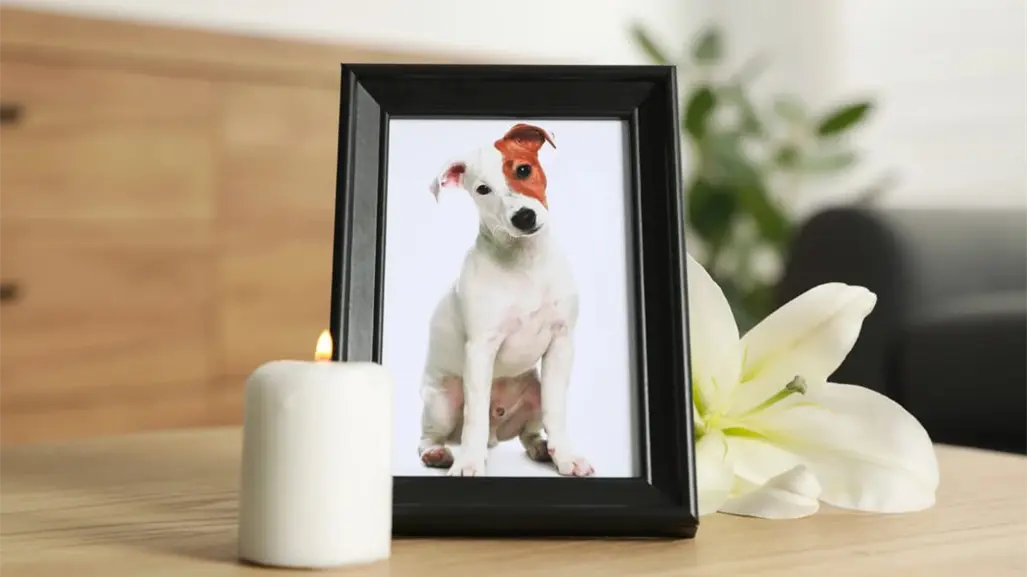 Este panteón de Durango realiza un Altar de Muertos para mascotas ¿cómo participar?