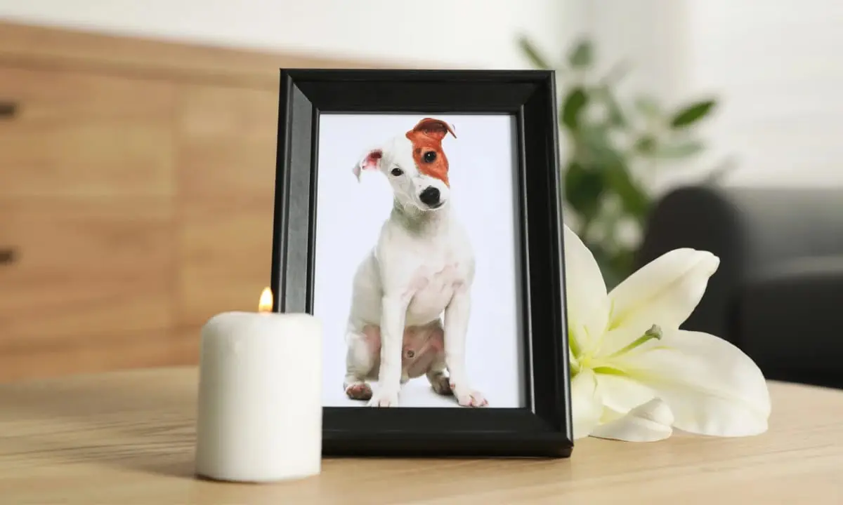 Este panteón de Durango realiza un Altar de Muertos para mascotas ¿cómo participar? | Foto: Imagen ilustrativa