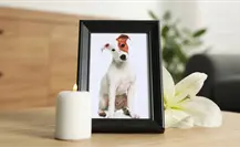 Este panteón de Durango realiza un Altar de Muertos para mascotas ¿cómo participar?