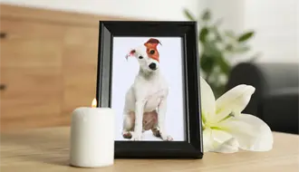 Este panteón de Durango realiza un Altar de Muertos para mascotas ¿cómo participar?