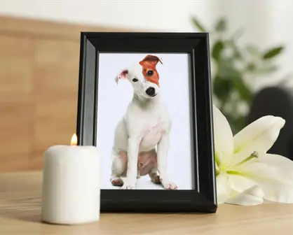Este panteón de Durango realiza un Altar de Muertos para mascotas ¿cómo participar?