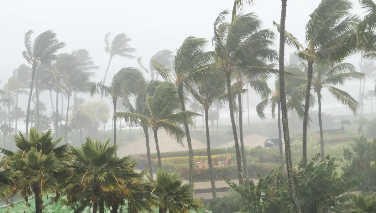 En los próximos tres días podría evolucionar a depresión tropical Foto: Canva