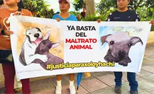 Maltrato animal en Mérida: activistas protestan por el caso de la perrita Sicilia