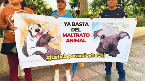 Maltrato animal en Mérida: activistas protestan por el caso de la perrita Sicilia