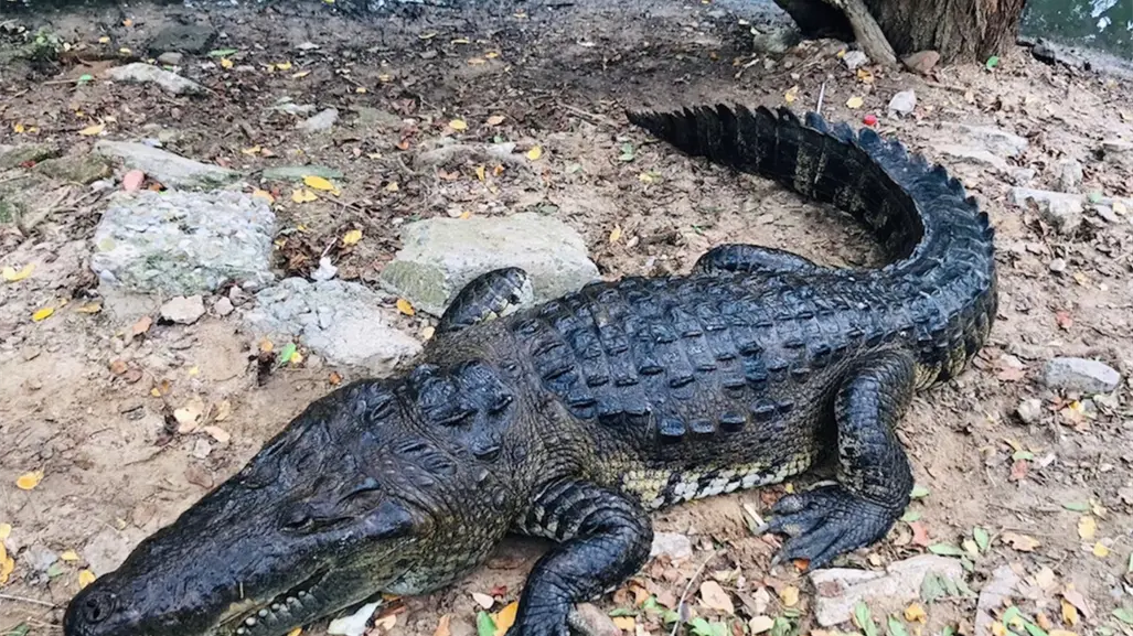 Piden creación de Unidad de Manejo Ambiental ante el crecimiento de cocodrilos en la zona