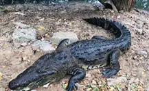 Piden creación de Unidad de Manejo Ambiental ante el crecimiento de cocodrilos en la zona