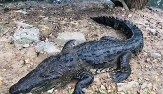 Piden creación de Unidad de Manejo Ambiental ante el crecimiento de cocodrilos en la zona