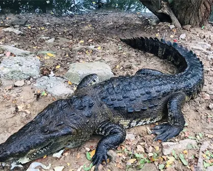 Piden creación de Unidad de Manejo Ambiental ante el crecimiento de cocodrilos en la zona
