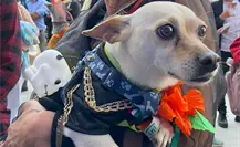 Día de Muertos perruno en Edomex: guía paso a paso para inscribirse al concurso de disfraces para lomitos en Tecámac