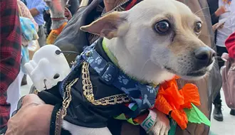 Día de Muertos perruno en Edomex: guía paso a paso para inscribirse al concurso de disfraces para lomitos en Tecámac