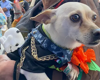 Día de Muertos perruno en Edomex: guía paso a paso para inscribirse al concurso de disfraces para lomitos en Tecámac