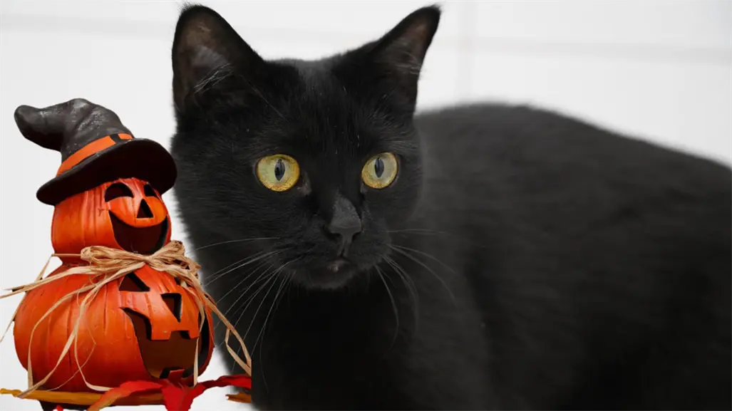 Esta es la razón por la que debe evitarse dar en adopción mascotas durante octubre