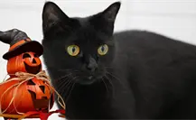 Esta es la razón por la que debe evitarse dar en adopción mascotas durante octubre