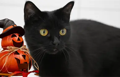 Esta es la razón por la que debe evitarse dar en adopción mascotas durante octubre