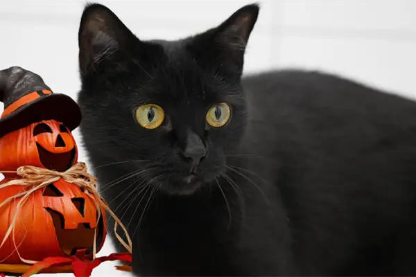 Esta es la razón por la que debe evitarse dar en adopción mascotas durante octubre