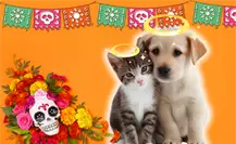 Día de Muertos 2025: ¿Cuándo se hace la ofrenda para honrar a nuestras mascotas?