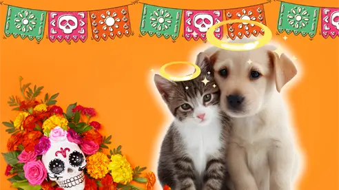 Día de Muertos 2025: ¿Cuándo se hace la ofrenda para honrar a nuestras mascotas?