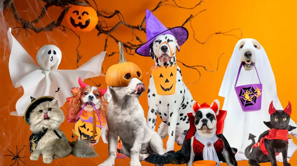 Halloween en Durango: la pasarela de mascotas disfrazadas que ofrece premio en efectivo