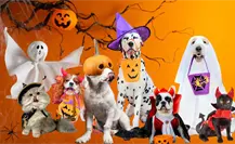 Halloween en Durango: la pasarela de mascotas disfrazadas que ofrece premio en efectivo
