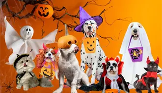 Halloween en Durango: la pasarela de mascotas disfrazadas que ofrece premio en efectivo